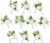 10-Pack Groom and Best Man Boutonniere