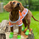 WagWear Dog Shoes