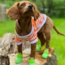 WagWear Dog Shoes